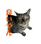キジ猫ミミちゃん平和連合（個別スタンプ：8）