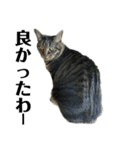 キジ猫ミミちゃん平和連合（個別スタンプ：10）