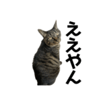 キジ猫ミミちゃん平和連合（個別スタンプ：11）