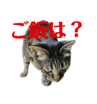 キジ猫ミミちゃん平和連合（個別スタンプ：14）