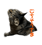 キジ猫ミミちゃん平和連合（個別スタンプ：15）