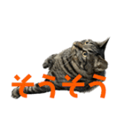 キジ猫ミミちゃん平和連合（個別スタンプ：19）