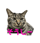キジ猫ミミちゃん平和連合（個別スタンプ：20）