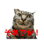 キジ猫ミミちゃん平和連合（個別スタンプ：21）