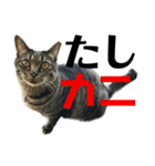 キジ猫ミミちゃん平和連合（個別スタンプ：22）