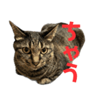 キジ猫ミミちゃん平和連合（個別スタンプ：23）