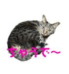 キジ猫ミミちゃん平和連合（個別スタンプ：24）