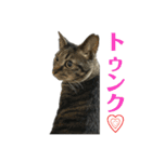 キジ猫ミミちゃん平和連合（個別スタンプ：25）