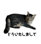 キジ猫ミミちゃん平和連合（個別スタンプ：26）