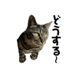 キジ猫ミミちゃん平和連合（個別スタンプ：27）