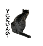 キジ猫ミミちゃん平和連合（個別スタンプ：29）