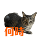 キジ猫ミミちゃん平和連合（個別スタンプ：30）
