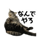 キジ猫ミミちゃん平和連合（個別スタンプ：32）