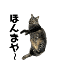 キジ猫ミミちゃん平和連合（個別スタンプ：33）