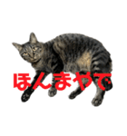 キジ猫ミミちゃん平和連合（個別スタンプ：34）