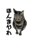 キジ猫ミミちゃん平和連合（個別スタンプ：35）