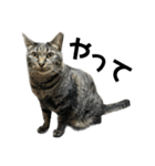キジ猫ミミちゃん平和連合（個別スタンプ：37）