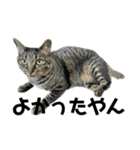 キジ猫ミミちゃん平和連合（個別スタンプ：38）