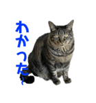 キジ猫ミミちゃん平和連合（個別スタンプ：39）