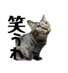 キジ猫ミミちゃん平和連合（個別スタンプ：40）