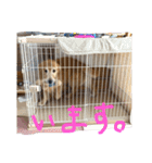 安藤ブライアン（個別スタンプ：2）