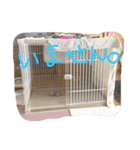 安藤ブライアン（個別スタンプ：4）