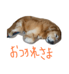 安藤ブライアン（個別スタンプ：16）