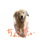 安藤ブライアン（個別スタンプ：17）
