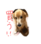 安藤ブライアン（個別スタンプ：32）