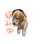 安藤ブライアン（個別スタンプ：33）