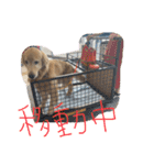 安藤ブライアン（個別スタンプ：36）