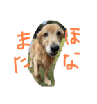 安藤ブライアン（個別スタンプ：37）
