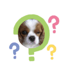 我が家のワンズwithにゃんこ（個別スタンプ：2）