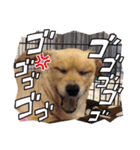 我が家のワンズwithにゃんこ（個別スタンプ：4）