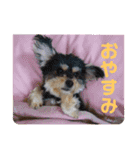 我が家のワンズwithにゃんこ（個別スタンプ：12）