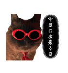 猫Ⓜ︎スタンプ（個別スタンプ：1）
