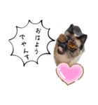 猫Ⓜ︎スタンプ（個別スタンプ：6）