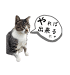 猫Ⓜ︎スタンプ（個別スタンプ：7）
