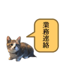 猫Ⓜ︎スタンプ（個別スタンプ：10）