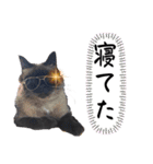 猫Ⓜ︎スタンプ（個別スタンプ：13）