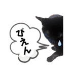 猫Ⓜ︎スタンプ（個別スタンプ：15）