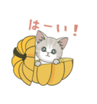 【とびだす】仔猫のぽんにゃん☆毎日使える（個別スタンプ：15）