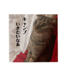 スコのちーちゃん5（個別スタンプ：2）