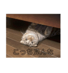 スコのちーちゃん5（個別スタンプ：6）