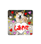 hachi♡tora（個別スタンプ：13）