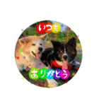 hachiiiitoraaaa（個別スタンプ：8）