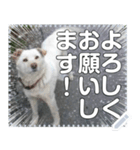 【犬】白い犬☆ゴンタくん（個別スタンプ：4）