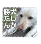 【犬】白い犬☆ゴンタくん（個別スタンプ：8）