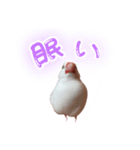 文鳥のふーちゃん(実写版)（個別スタンプ：2）