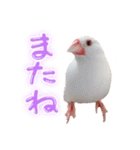 文鳥のふーちゃん(実写版)（個別スタンプ：6）